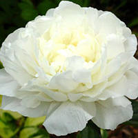 Півонія трав'яниста високорослий Snow Supreme кореневище