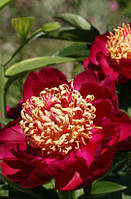 Півонія трав'янистий високорослий Sword Dance кореневище