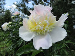 Півонія трав'янистий високорослий Top Brass кореневище