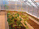 Теплиця Вегетарій 3х4 Стандарт 4 мм, фото 9