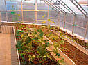 Теплиця Вегетарій 3х6 Стандарт 4 мм, фото 9