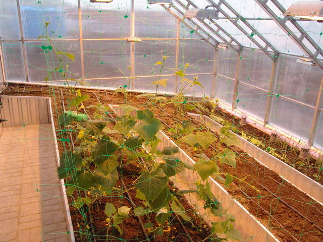 купить зимнюю теплицу под поликарбонат