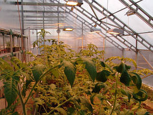 Теплица Вегетарий 3х6 Премиум 6 мм 20742731