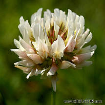 Конюшина біла повзуча (Weißklee) "JURА", 10кг (Німеччина), фото 4