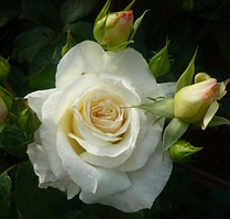 Роза спрей White Lydia (Біла Лідія), корінь ОКС