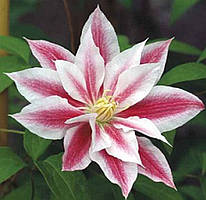 Клематис Andromeda 3