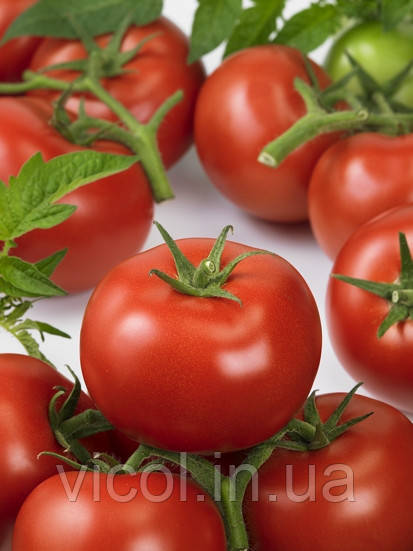 Насіння томату - Ронда, ВИКОЛ. Ергон
