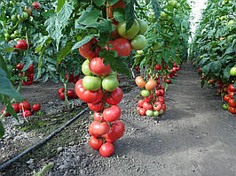 Насіння томату - Пінк, ВИКОЛ. Ергон