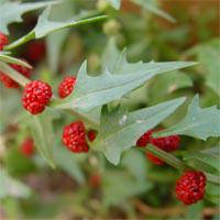 Шпинат  суничний 0,1 г, насіння Яскрава