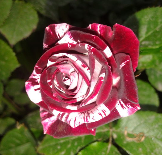 Троянди спрей Flash Night (Нічний спалах),, фото 1