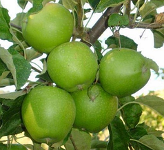 Саджанці яблуні сорт Гренні Сміт