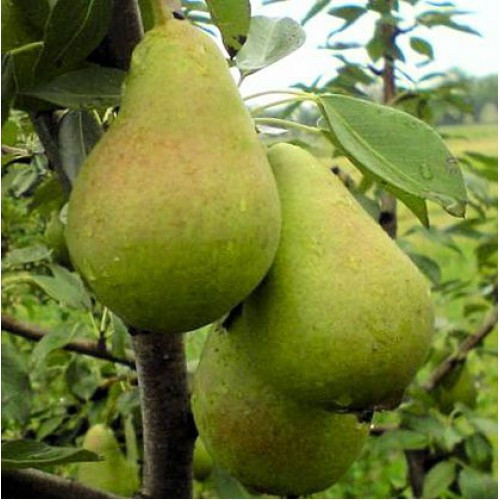 Саджанці груші сорту Листопадова, підщепа ВА-29