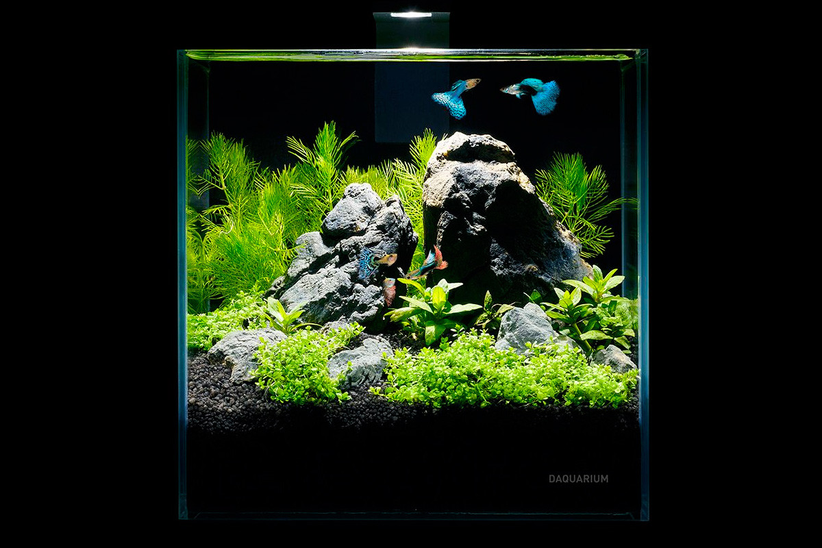 Акваріумний набір Pico Set 5 л для креветок, петушків та ін. дрібних тварин, фото 1
