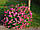 Саджанці спіреї рожевої бумальда Anthony Waterer (Антони Ватерер), фото 2