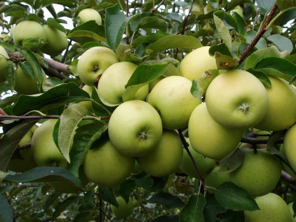 Саджанці яблуні сорту Голден Делішес Рейнджерс