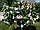Саджанці гібіскусу сирійскького садового Melrose, фото 4