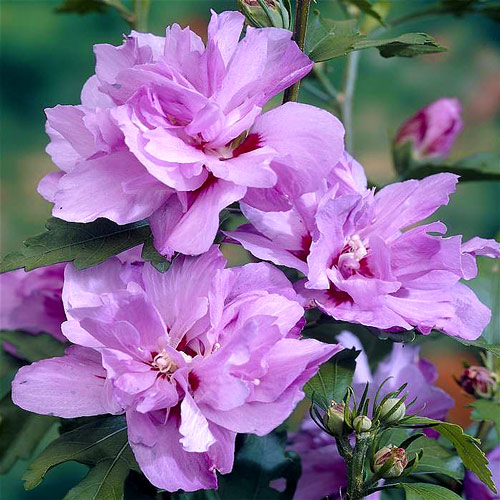 Саджанці гібіскусу садового махрового Ardens (Арденс), фото 1