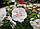 Саджанці гібіскусу садового махрового China Chiffon, фото 2