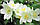 Саджанці жасмину білого "Садовий", фото 2