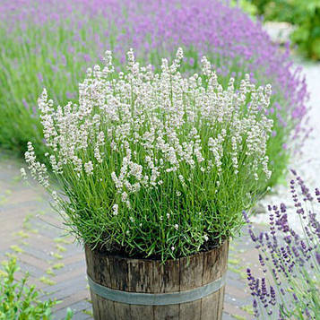 Лаванда вузьколична Sentivia Silver