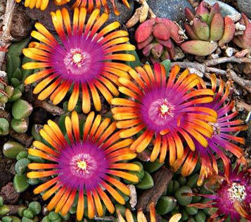 Делосперма Fire Spinner (контейнер 0,5л)