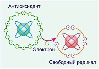 Все, что нужно знать про антиоксиданты. Статьи компании «Vitamins —  интернет-магазин витаминов и минералов»