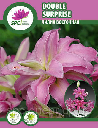 Лілія східна махрова Double Surprise, фото 2