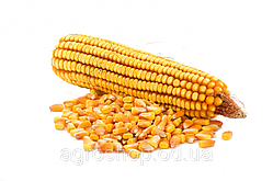 Насіння кукурудзи Любава 279 МВ (АК Степова)