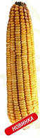 Насіння кукурудзи гібрид Подільський 257 СВ (АК Степова)