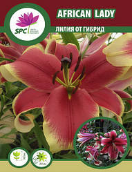 Лилия ОТ гибрид African Lady