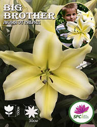 Лілію ОТ гібрид Big Brother