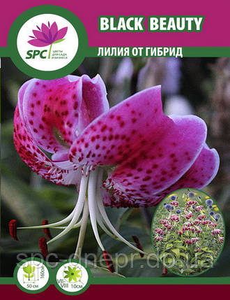 Лілія ВІД гібрид Black Beauty, фото 2