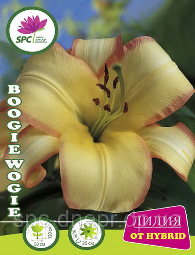 Лілію Від гібрид Boogie Woogie