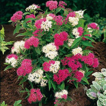 Спірея японська Широбана (контейнер 0,5л)