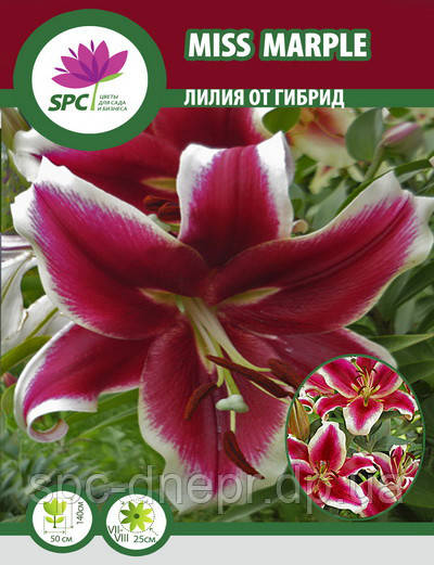 Лілію ОТ гібрид Miss Marple