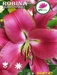 Лілія ОТ  гібрид Robina