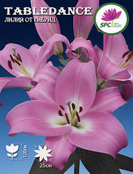 Лілія OT гібрид Tabledance