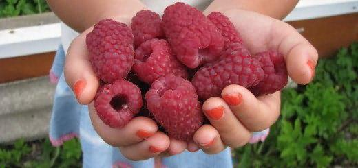 Саджанці малина АБОРИГЕН (ранній), фото 1