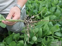 Інокулянти