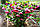 Чемерник Red Ledy, фото 3