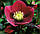 Чемерник Red Ledy, фото 4