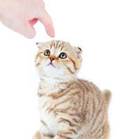 Корекція поведінки кішок