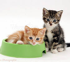 Миски, годівниці, поїлки для кішок