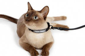 Амуніція для котів