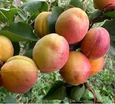 Жажанець абрикоса Барвисок Києва, фото 1