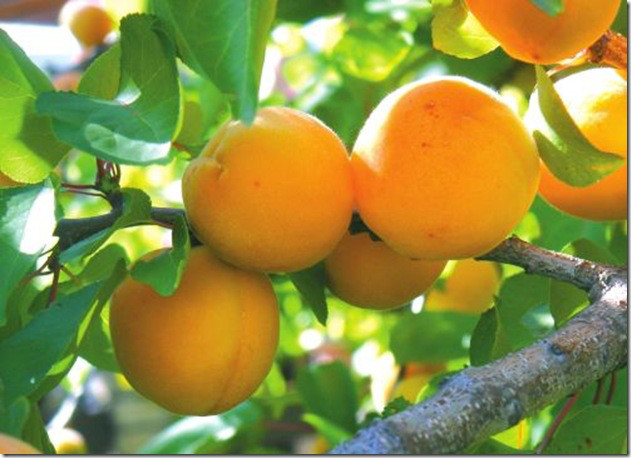 Саджанець абрикоса Присадибний, фото 1