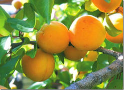 Саджанець абрикоса Присадибний