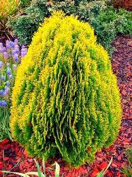 Туя східна Нана Ауреа (контейнер 1,5л), фото 1