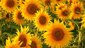 Насіння соняшника