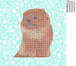 Схема для вишивки бісером Королівський шпіц, фото 2